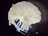  ( - HMSC174_01908)  @11 [ ] by-nc-sa  Unspecified Huntsman Marine Science Centre
