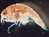  ( - HMSC174_01909)  @11 [ ] by-nc-sa  Unspecified Huntsman Marine Science Centre
