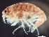  ( - HMSC174_01910)  @11 [ ] by-nc-sa  Unspecified Huntsman Marine Science Centre