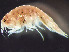  ( - HMSC174_01911)  @11 [ ] by-nc-sa  Unspecified Huntsman Marine Science Centre