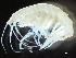  (Stenopleustes nodifer - HMSC174_02121)  @11 [ ] by-nc-sa  Unspecified Huntsman Marine Science Centre
