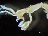  (Caprella rinki - HMSC174_02139)  @11 [ ] by-nc-sa  Unspecified Huntsman Marine Science Centre