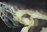 ( - HMSC174_02146)  @11 [ ] by-nc-sa  Unspecified Huntsman Marine Science Centre