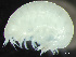  ( - HMSC174_02198)  @11 [ ] by-nc-sa  Unspecified Huntsman Marine Science Centre