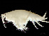  ( - HMSC174_02230)  @11 [ ] by-nc-sa  Unspecified Huntsman Marine Science Centre