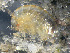  ( - HMSC174_02232)  @11 [ ] by-nc-sa  Unspecified Huntsman Marine Science Centre