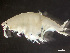  ( - HMSC174_02232)  @11 [ ] by-nc-sa  Unspecified Huntsman Marine Science Centre
