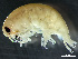 ( - HMSC174_02287)  @11 [ ] by-nc-sa  Unspecified Huntsman Marine Science Centre