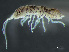  ( - HMSC174_02290)  @11 [ ] by-nc-sa  Unspecified Huntsman Marine Science Centre