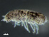  ( - HMSC174_02291)  @11 [ ] by-nc-sa  Unspecified Huntsman Marine Science Centre