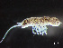  ( - HMSC174_02292)  @11 [ ] by-nc-sa  Unspecified Huntsman Marine Science Centre