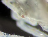  ( - HMSC174_02328)  @11 [ ] by-nc-sa  Unspecified Huntsman Marine Science Centre