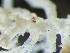  ( - HMSC174_02329)  @11 [ ] by-nc-sa  Unspecified Huntsman Marine Science Centre