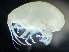  ( - HMSC174_02331)  @11 [ ] by-nc-sa  Unspecified Huntsman Marine Science Centre