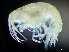  ( - HMSC174_02332)  @11 [ ] by-nc-sa  Unspecified Huntsman Marine Science Centre