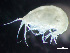  ( - HMSC174_02335)  @11 [ ] by-nc-sa  Unspecified Huntsman Marine Science Centre