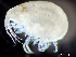  ( - HMSC174_02342)  @11 [ ] by-nc-sa  Unspecified Huntsman Marine Science Centre