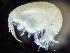  ( - HMSC174_02343)  @11 [ ] by-nc-sa  Unspecified Huntsman Marine Science Centre