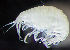  ( - HMSC174_02345)  @11 [ ] by-nc-sa  Unspecified Huntsman Marine Science Centre