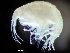  ( - HMSC174_02347)  @11 [ ] by-nc-sa  Unspecified Huntsman Marine Science Centre