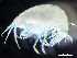  (Stenula invalida - HMSC174_02360)  @11 [ ] by-nc-sa  Unspecified Huntsman Marine Science Centre