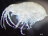  (Metopa borealis - HMSC174_02363)  @11 [ ] by-nc-sa  Unspecified Huntsman Marine Science Centre