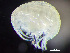  (Metopa propinqva - HMSC174_02364)  @11 [ ] by-nc-sa  Unspecified Huntsman Marine Science Centre