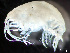  ( - HMSC174_02368)  @11 [ ] by-nc-sa  Unspecified Huntsman Marine Science Centre