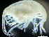  ( - HMSC174_02372)  @11 [ ] by-nc-sa  Unspecified Huntsman Marine Science Centre
