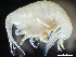  ( - HMSC174_02386)  @11 [ ] by-nc-sa  Unspecified Huntsman Marine Science Centre