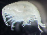  ( - HMSC174_02388)  @11 [ ] by-nc-sa  Unspecified Huntsman Marine Science Centre