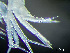  ( - HMSC174_02390)  @11 [ ] by-nc-sa  Unspecified Huntsman Marine Science Centre