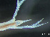  ( - HMSC174_03066)  @11 [ ] by-nc-sa  Unspecified Huntsman Marine Science Centre