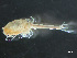  ( - HMSC174_03066)  @11 [ ] by-nc-sa  Unspecified Huntsman Marine Science Centre