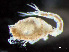  ( - HMSC174_03067)  @11 [ ] by-nc-sa  Unspecified Huntsman Marine Science Centre
