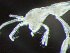  (Mayerella limicola - HMSC174-03166)  @11 [ ] by-nc-sa  Unspecified Huntsman Marine Science Centre