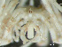 ( - HMSC174-03183)  @11 [ ] by-nc-sa  Unspecified Huntsman Marine Science Centre