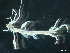 ( - HMSC174-03269)  @11 [ ] by-nc-sa  Unspecified Huntsman Marine Science Centre