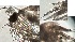  ( - HMSC174-03281)  @11 [ ] by-nc-sa  Unspecified Huntsman Marine Science Centre