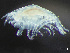  ( - HMSC174-03287)  @11 [ ] by-nc-sa  Unspecified Huntsman Marine Science Centre