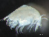  ( - HMSC174-03301)  @11 [ ] by-nc-sa  Unspecified Huntsman Marine Science Centre