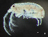  (Dyopedos monacanthus - HMSC174-03367)  @11 [ ] by-nc-sa  Unspecified Huntsman Marine Science Centre