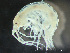  ( - HMSC174-03372)  @11 [ ] by-nc-sa  Unspecified Huntsman Marine Science Centre