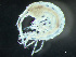  ( - HMSC174-03373)  @11 [ ] by-nc-sa  Unspecified Huntsman Marine Science Centre