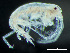  ( - HMSC174-03379)  @11 [ ] by-nc-sa  Unspecified Huntsman Marine Science Centre