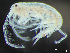  ( - HMSC174-03379)  @11 [ ] by-nc-sa  Unspecified Huntsman Marine Science Centre