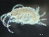  ( - HMSC174-03383)  @11 [ ] by-nc-sa  Unspecified Huntsman Marine Science Centre