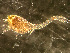  ( - HMSC174-03423)  @11 [ ] by-nc-sa  Unspecified Huntsman Marine Science Centre