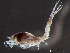  ( - HMSC174-03435)  @11 [ ] by-nc-sa  Unspecified Huntsman Marine Science Centre