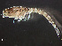 ( - HMSC174-03436)  @11 [ ] by-nc-sa  Unspecified Huntsman Marine Science Centre